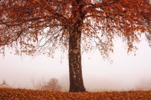 thanks to Evgeni Dinev for the image.