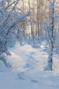 Thanks to papaija2008 for the image.